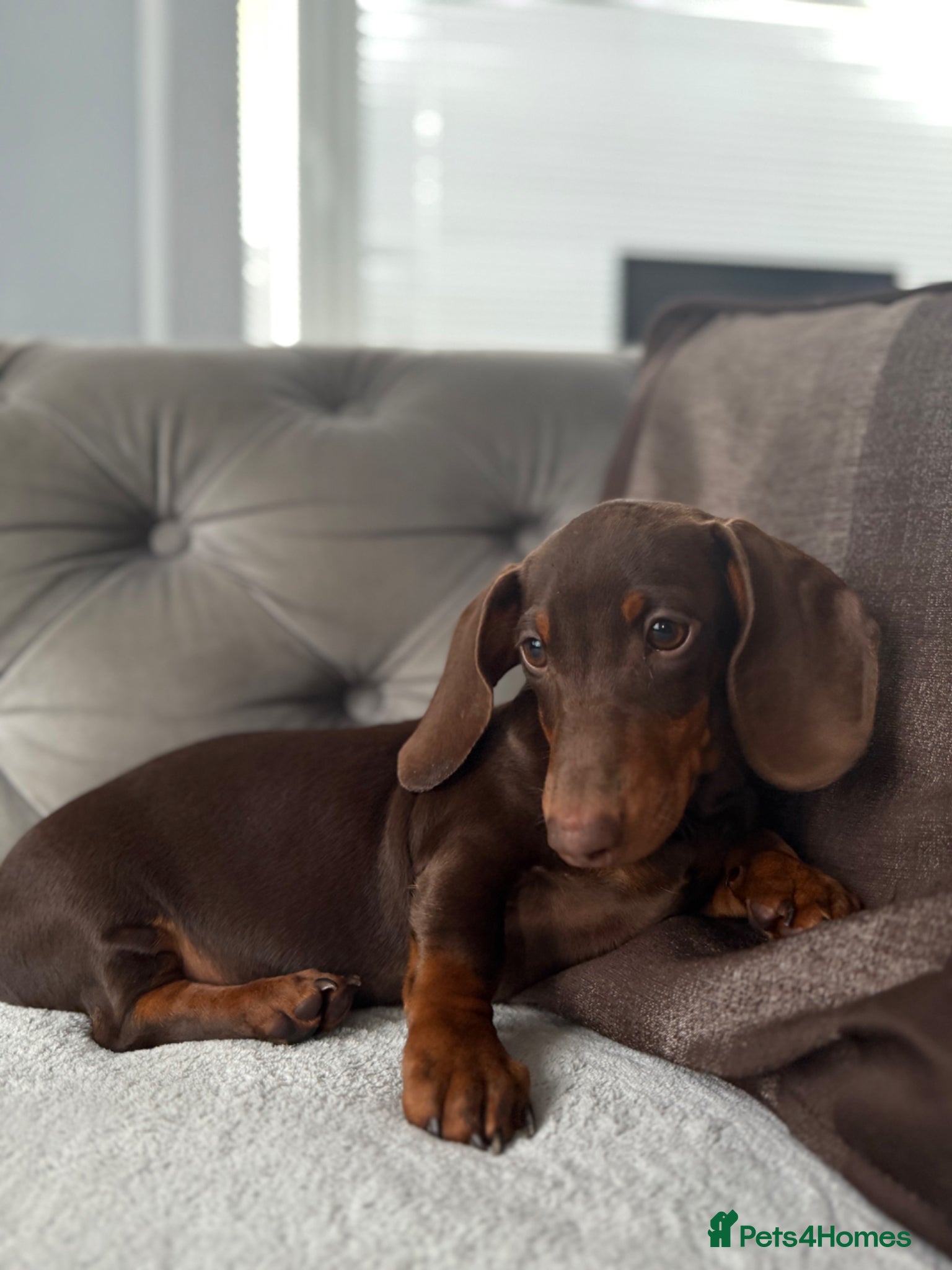 Dachshund dogs for sale: KC reg Male dachund - Advert 1