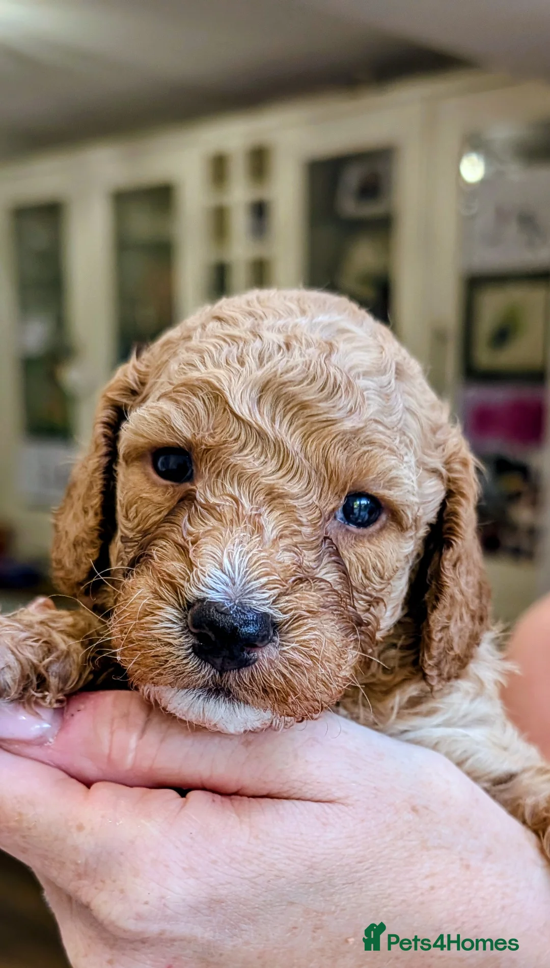 Sheepadoodle dogs for sale: Sheepadoddle Puppies  - Advert 13