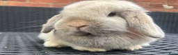 Mini Lop rabbits for sale: Blue harli female pure bred mini lop  - Advert 2
