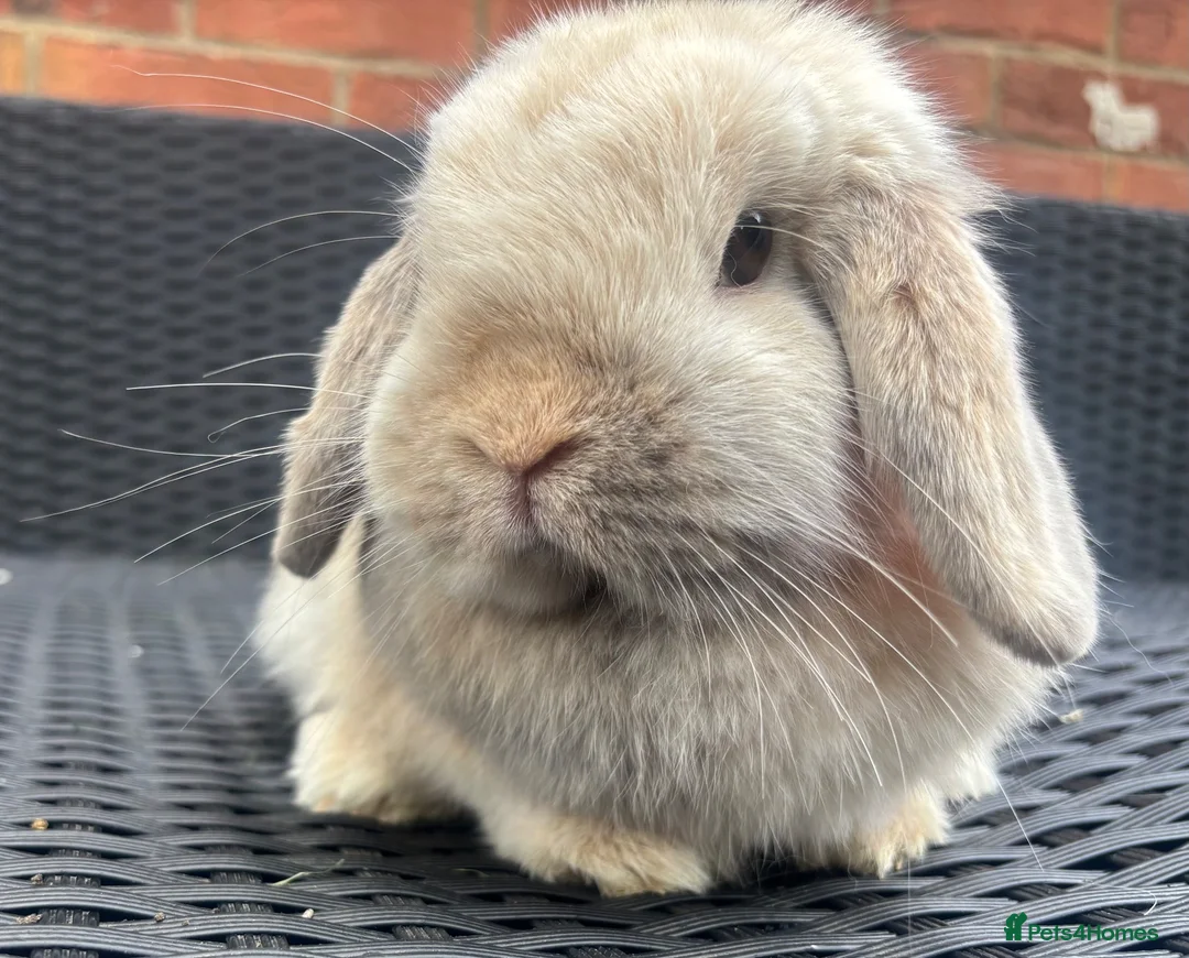 Mini Lop rabbits for sale: Blue harli female pure bred mini lop  - Advert 2