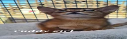 Abyssinian cats for sale: Pedigree tica reg Abyssinians - Advert 3