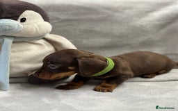 Miniature Dachshund dogs for sale: Miniature dachshund  - Image 5