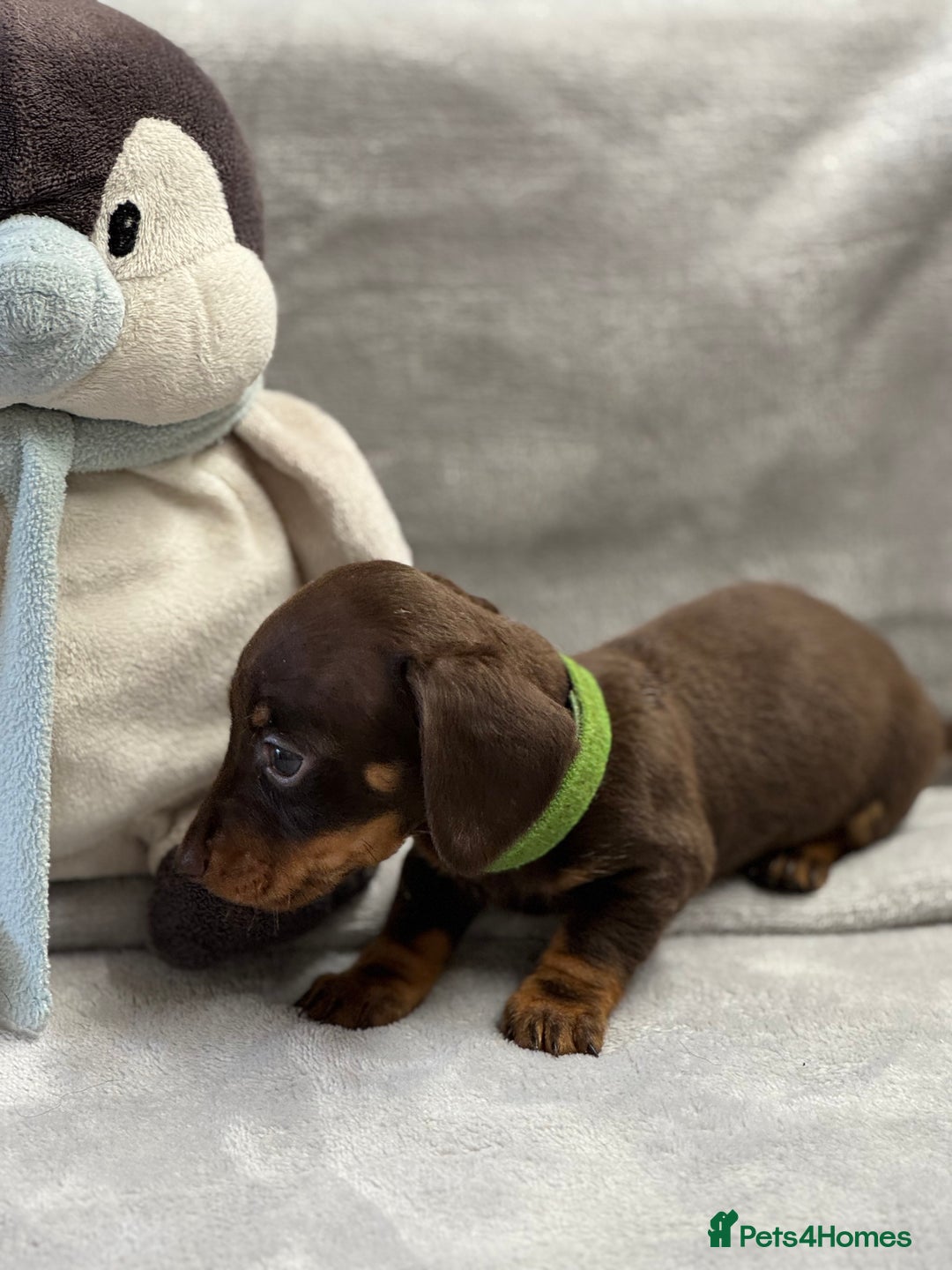 Miniature Dachshund dogs for sale: Miniature dachshund  - Image 5