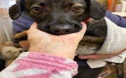 Mixed Breed dogs for adoption: Bubbles - Norwich Norfolk  - Advert 13