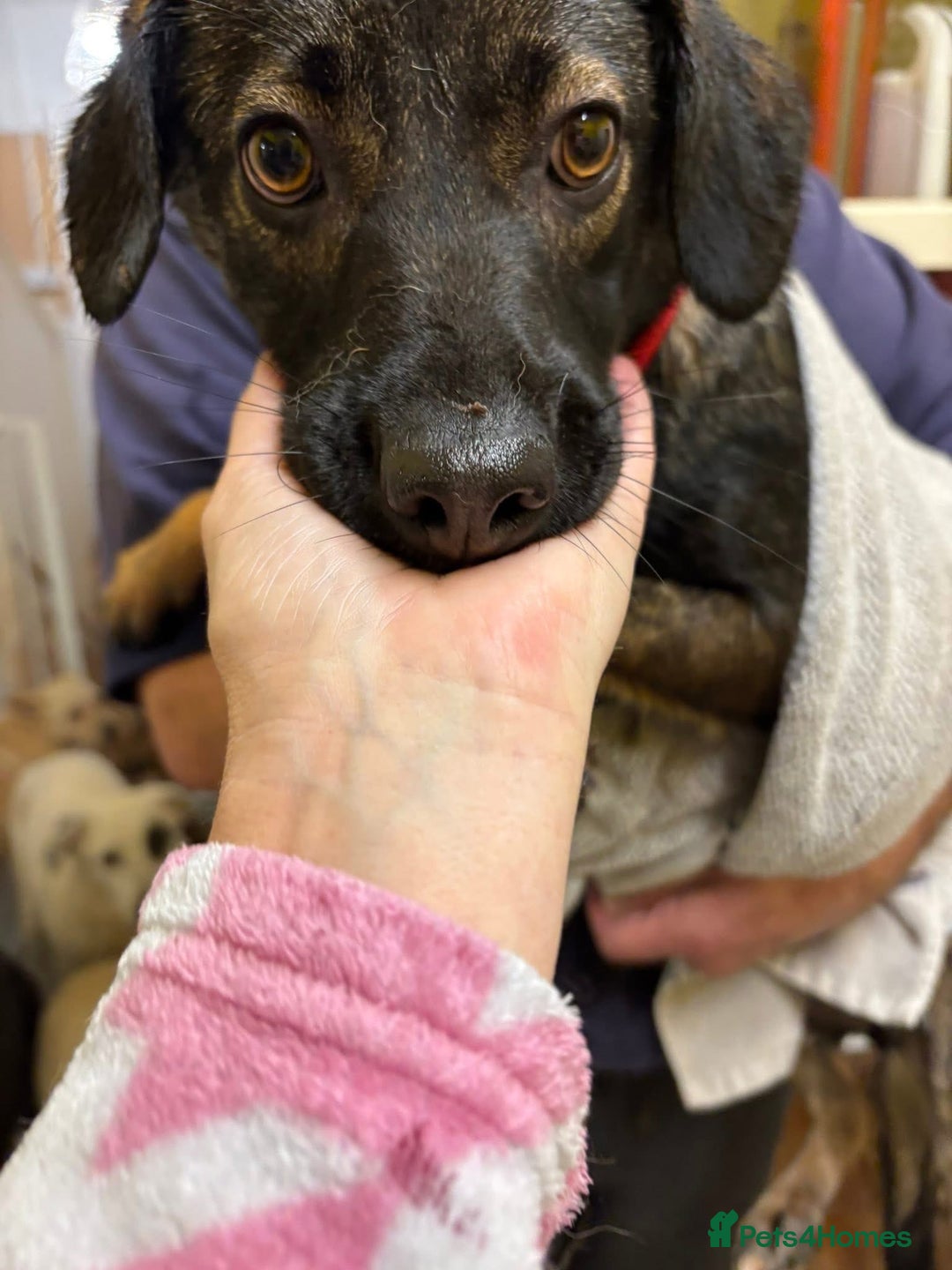 Mixed Breed dogs for adoption: Bubbles - Norwich Norfolk  - Advert 13