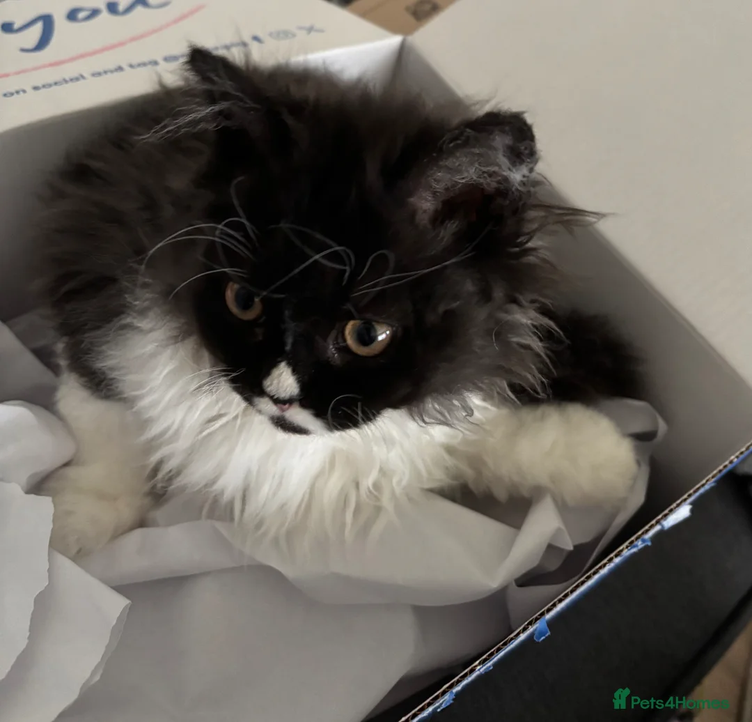 Selkirk Rex cats for sale: Selkirk Rex  - Advert 2