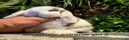 Mini Lop rabbits for sale: ⭐️pure bred mini lops ready to reserve⭐️ - Advert 7