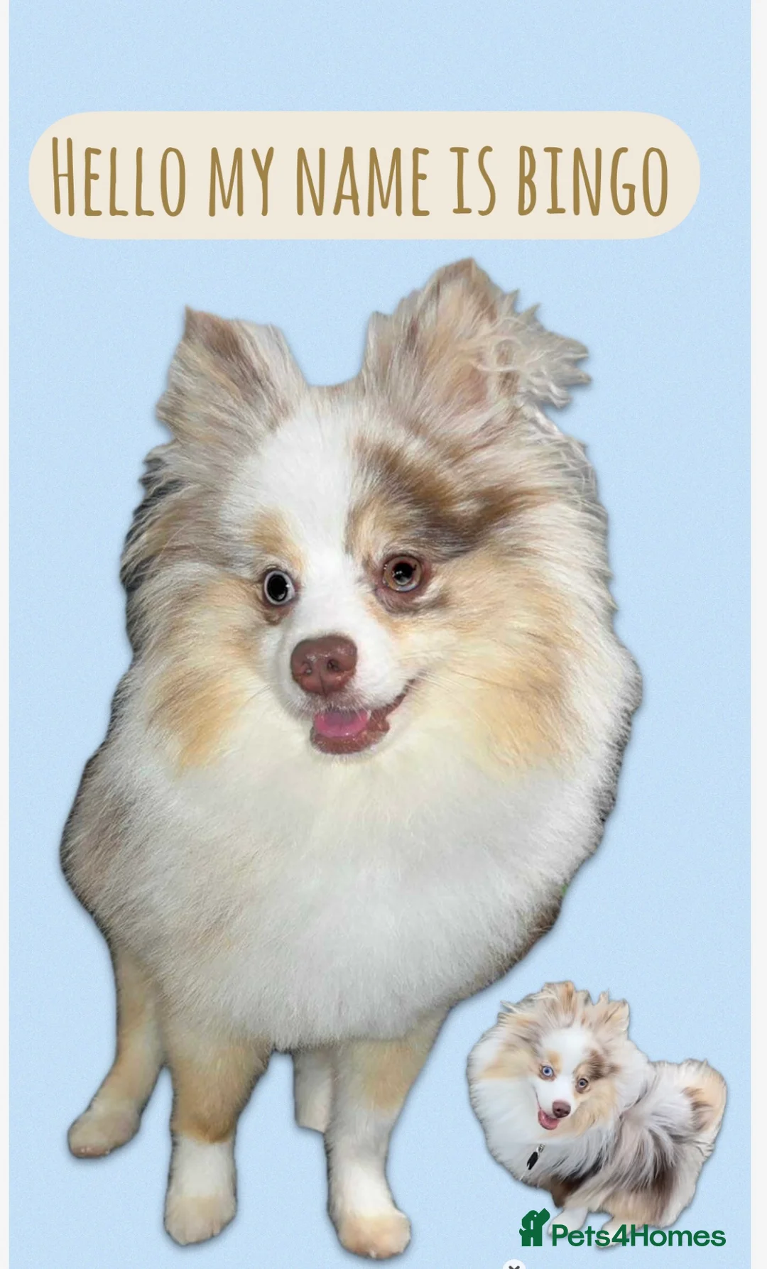 Pomeranian dogs for stud: Male Pomeranian STUD!!! - Advert 2