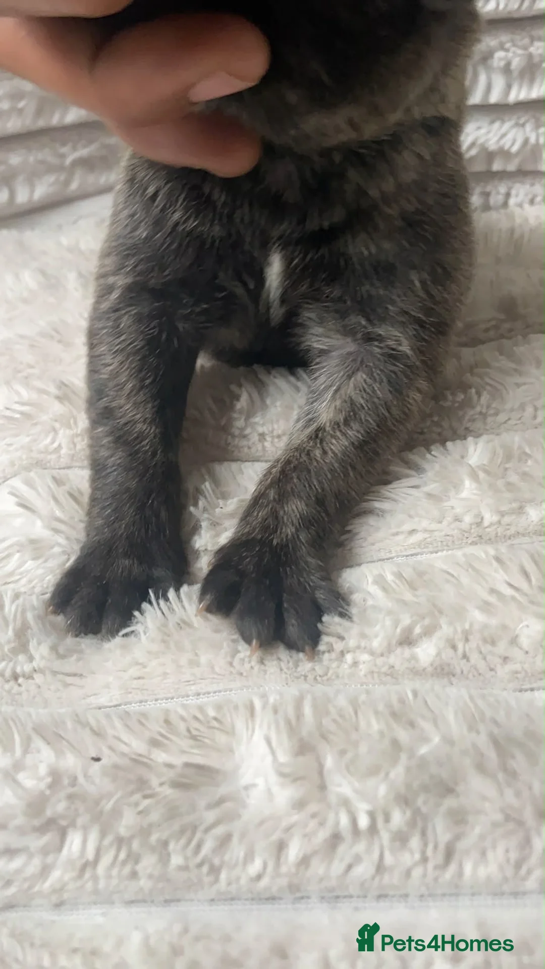 Cane Corso dogs for sale: Beautiful cane corso puppies BORN 30/09/26 - Advert 35