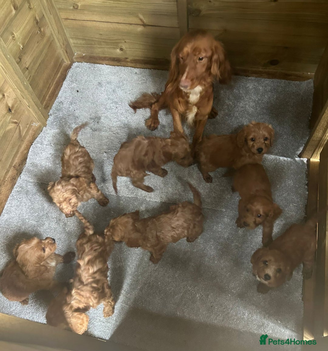 Cockapoo dogs for sale: Cockapoo puppies  - Image 9