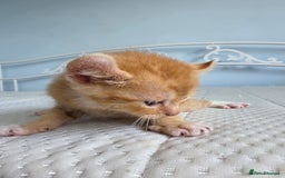 Sphynx cats for sale: Ginger Male Kitten Sphynx x Devon Rex Elf Mix in Hartlepool - Image 15
