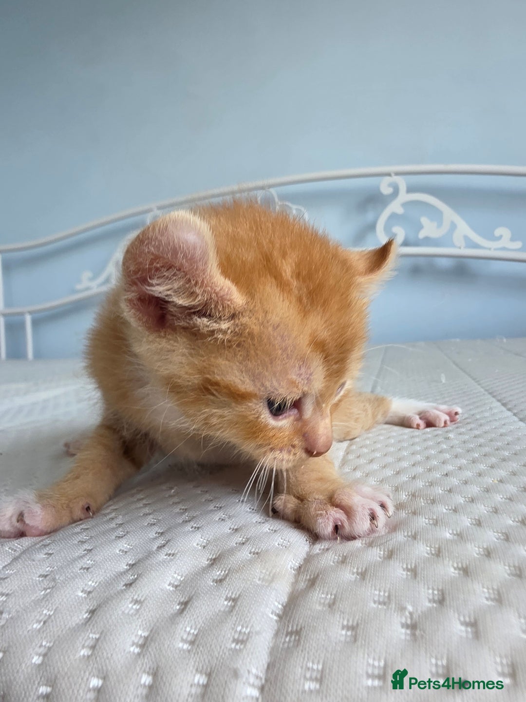 Sphynx cats for sale: Ginger Male Kitten Sphynx x Devon Rex Elf Mix in Hartlepool - Image 15