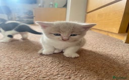Mixed Breed cats for sale: Sweetest 5 kittens  - Image 1