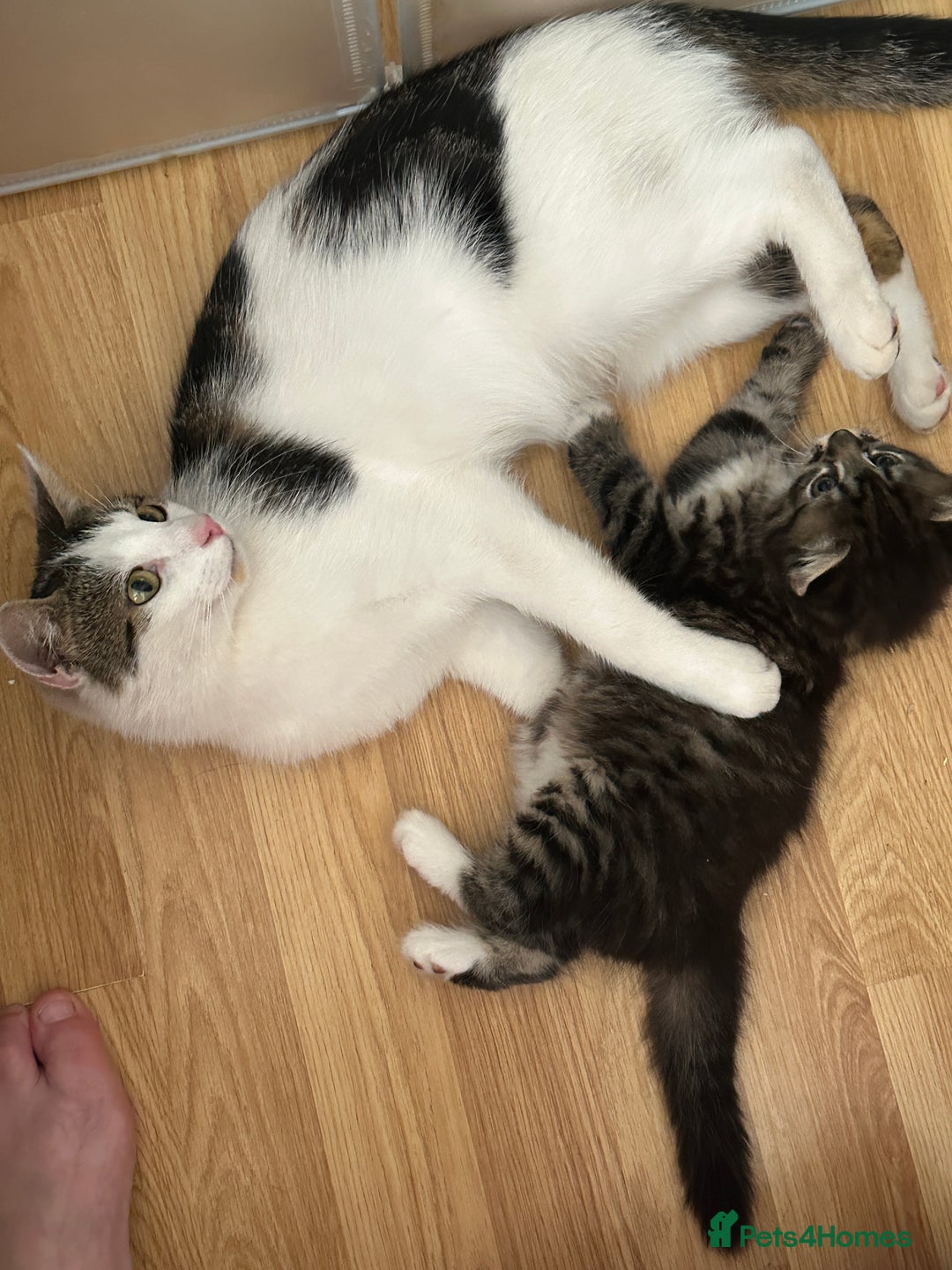 British Longhair cats for sale: Ready Now!! Beautiful BLH Kittens 💜🐾 - Image 7