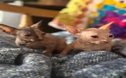 Sphynx cats for sale: Sphynx kittens full of love to give - Image 3