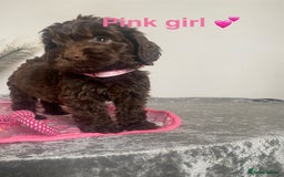 Cockapoo dogs for sale: Cockapoo  - Image 2