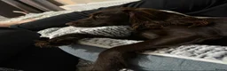 English Springer Spaniel dogs for sale: Beautiful Chocolate Spaniel-Type Female Dog  - Advert 2