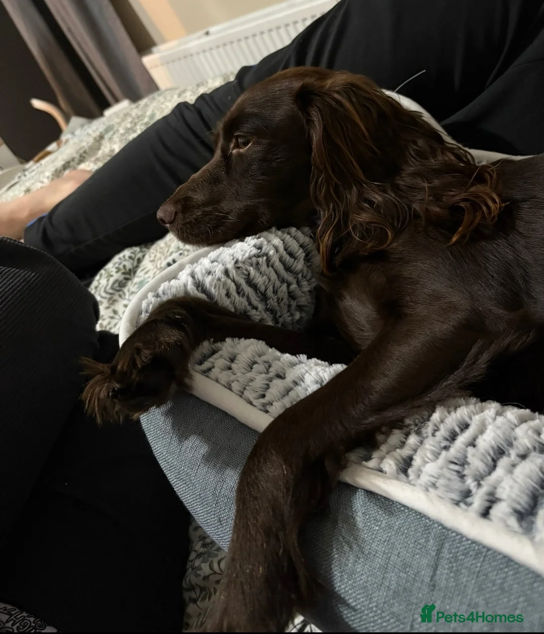 English Springer Spaniel dogs for sale: Beautiful Chocolate Spaniel-Type Female Dog  - Advert 2