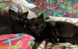 British Shorthair cats for sale: READY TO LEAVE NOW! Black and grey pedigree BSH!! - Image 5