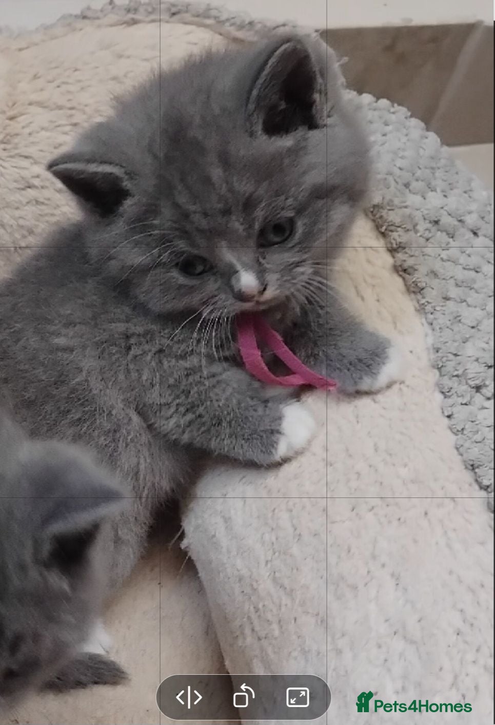 British Shorthair cats Fluffy British sorthair kittens available.  - Advert 2