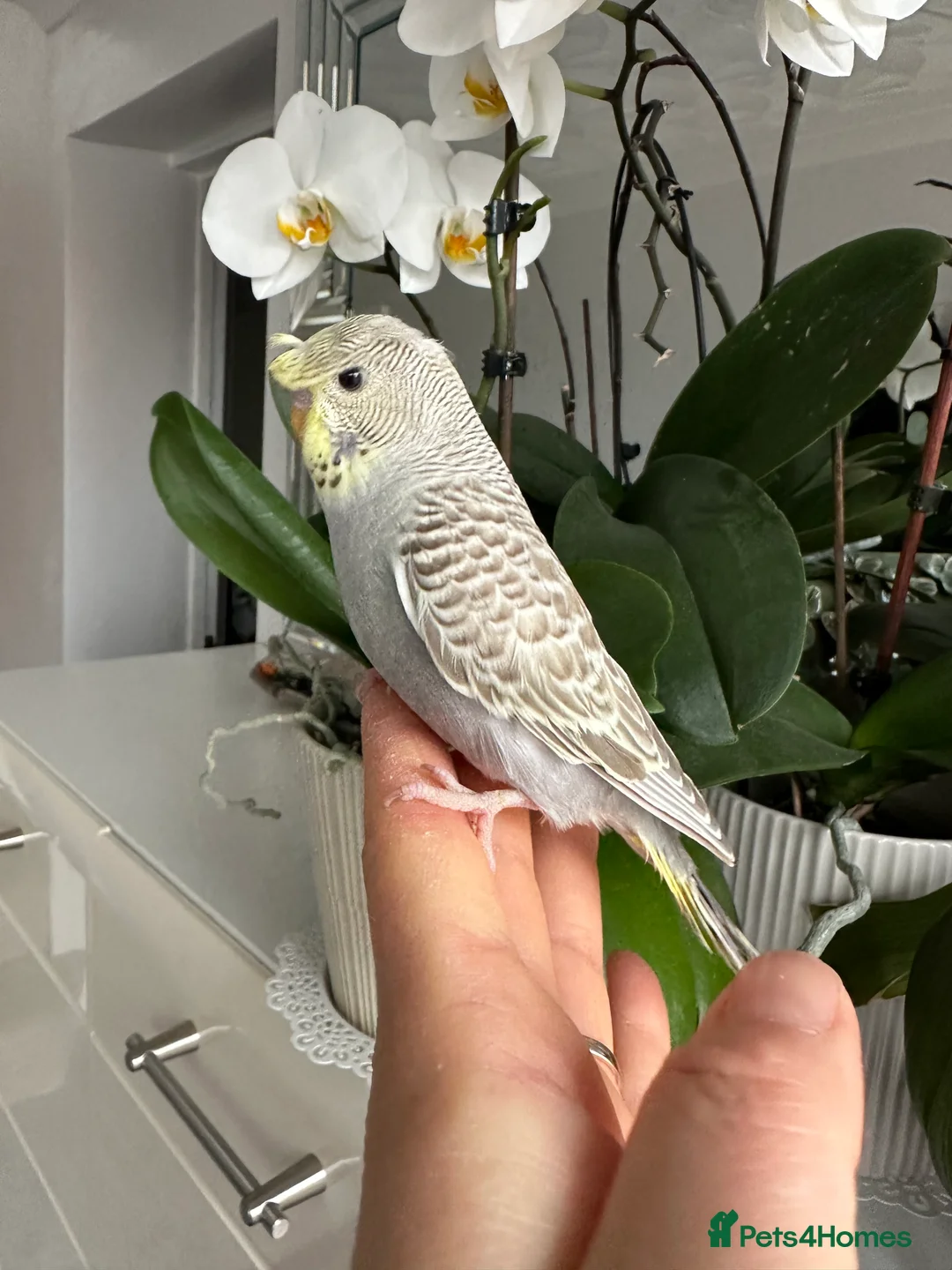 Budgerigars birds for sale: Hand Tame Crested female baby Budgie - Advert 5