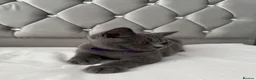 British Shorthair cats for sale: Beautiful  Blue British Shorthair Kittens  - Advert 8