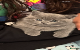 British Shorthair cats for sale: Gorgeous teddy BHS kitties from GCCF parents  - Image 2