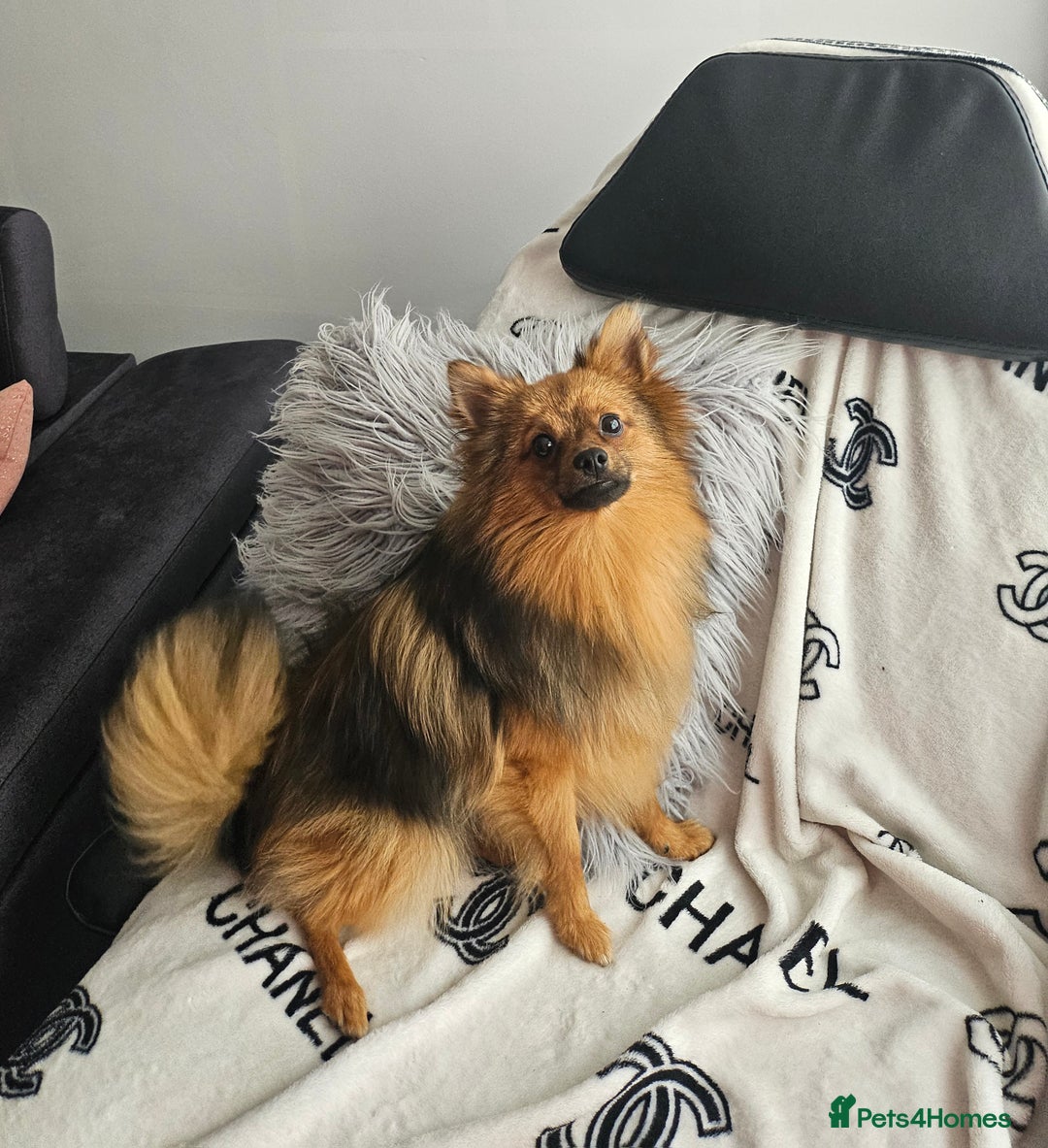 Pomeranian dogs for stud: Prince pomeranian  - Image 9
