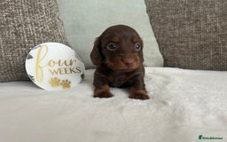 Miniature Dachshund dogs for sale: 🤍🐾 READY NEXT WEEK 🐾🤍 - Image 19