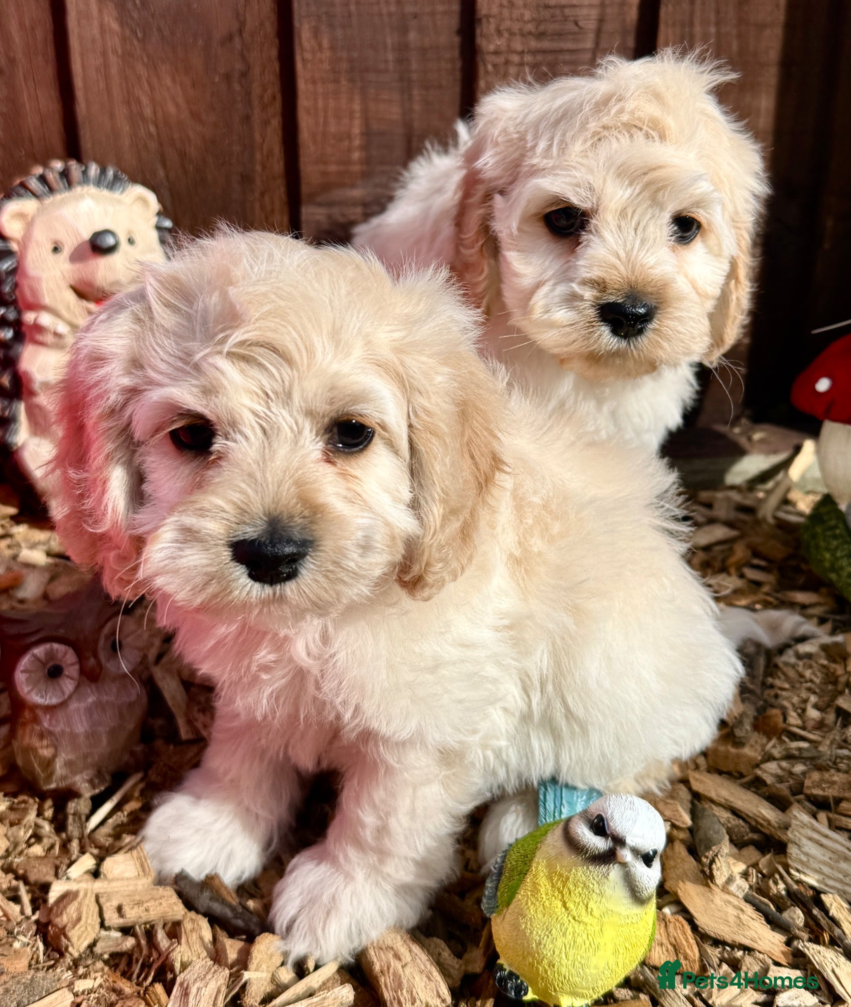 Cockapoo dogs Beautiful friendly cockapoo puppies  - Advert 2