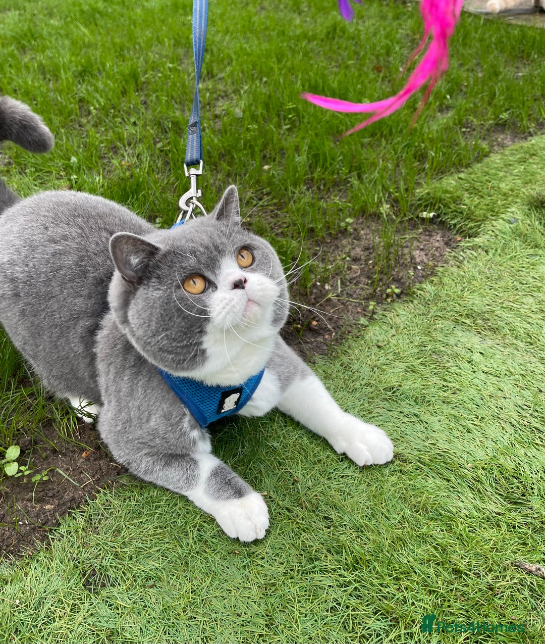 British Shorthair cats for stud: British Shorthair Blue Bicolour male stud duties in Enfield - Advert 8