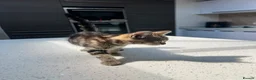 Mixed Breed cats for sale: Beautiful Playful Kittens –Ready for Loving Homes  - Advert 9