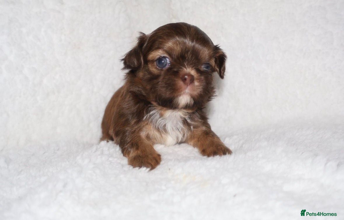 Shih Tzu dogs 🍫 KC CHOC IMPERIAL SHIH TZU PUPPIES 🍫 - Advert 10