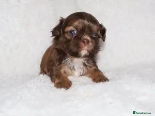 Shih Tzu dogs 🍫 KC CHOC IMPERIAL SHIH TZU PUPPIES 🍫 - Advert 10