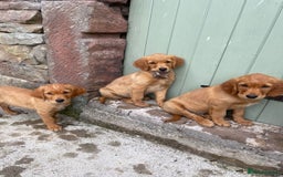 Golden Retriever dogs for sale: KC reg Golden Retriever Puppies (working type) - Image 2
