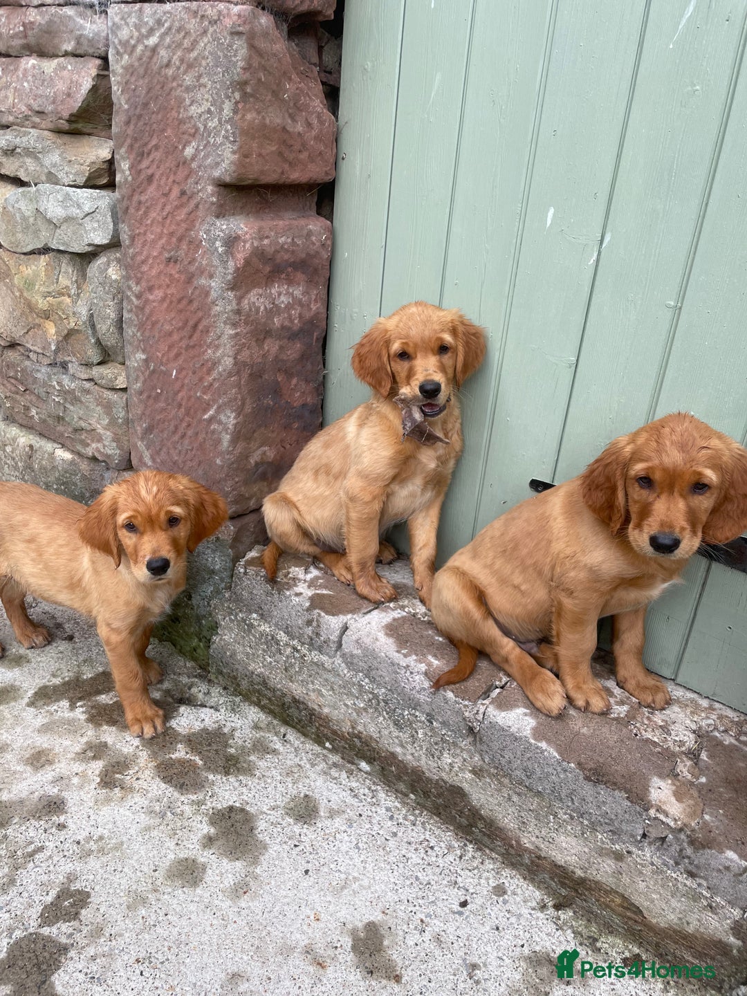 Golden Retriever dogs for sale: KC reg Golden Retriever Puppies (working type) - Image 2