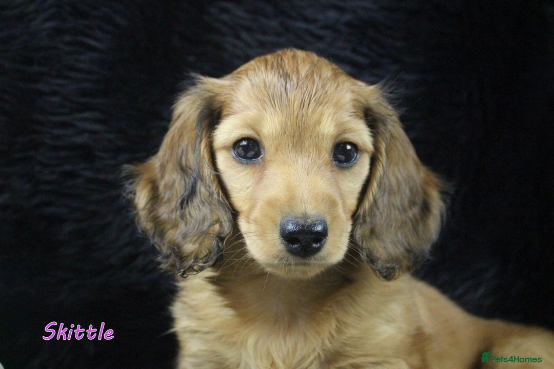 Miniature Dachshund dogs for sale: KC PRA Clear Mini Longhair Daxies – Dapple - Advert 16