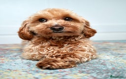 Maltipoo dogs for sale: 2 year old Girl Maltipoo  - Image 2