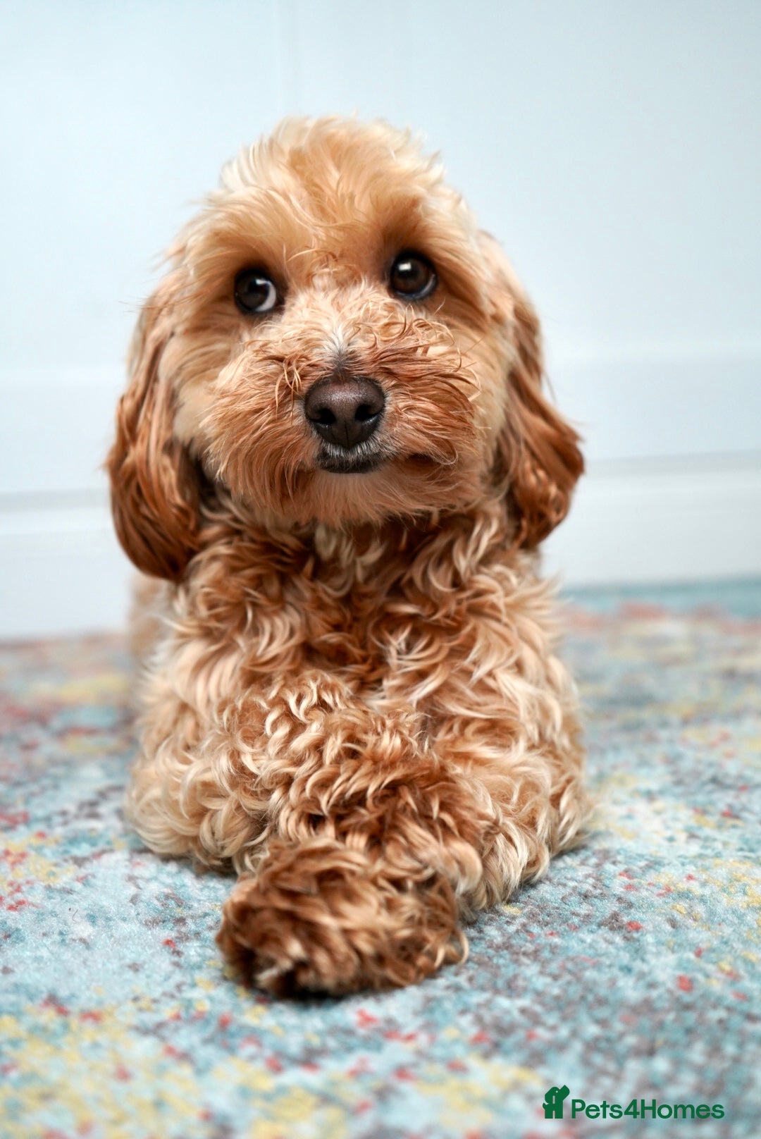 Maltipoo dogs for sale: 2 year old Girl Maltipoo  - Image 2