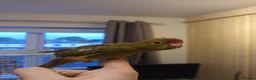 Parakeets birds for sale: Kakariki - Hand Tame - Baby Kakarikis - Advert 15