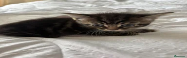 Mixed Breed Kitten 2