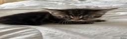 Mixed Breed cats for sale: Cute 1/2 maine coon kittens - Advert 6