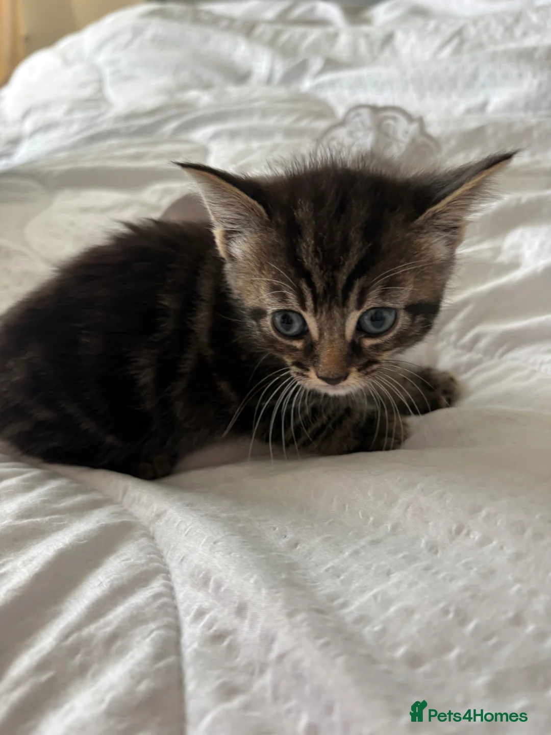 Mixed Breed cats for sale: Cute 1/2 maine coon kittens - Advert 6