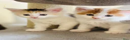 Maine Coon cats for sale: Maine coon kittens  - Advert 27