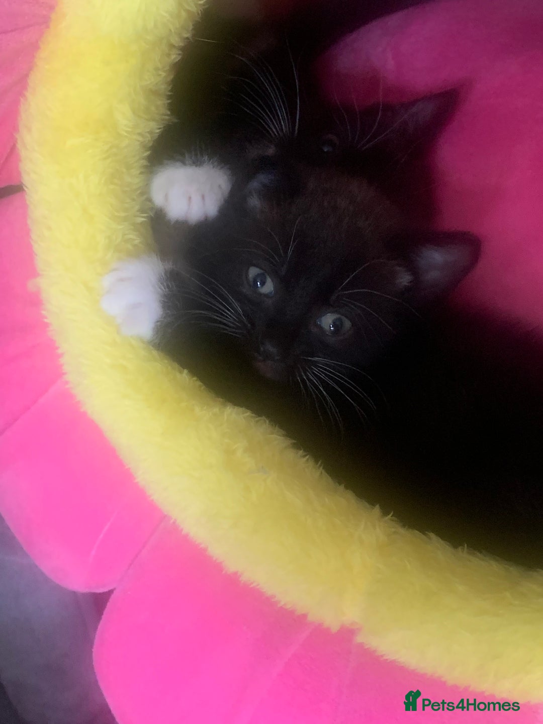 Mixed Breed cats for sale: Part Persian  - Image 14