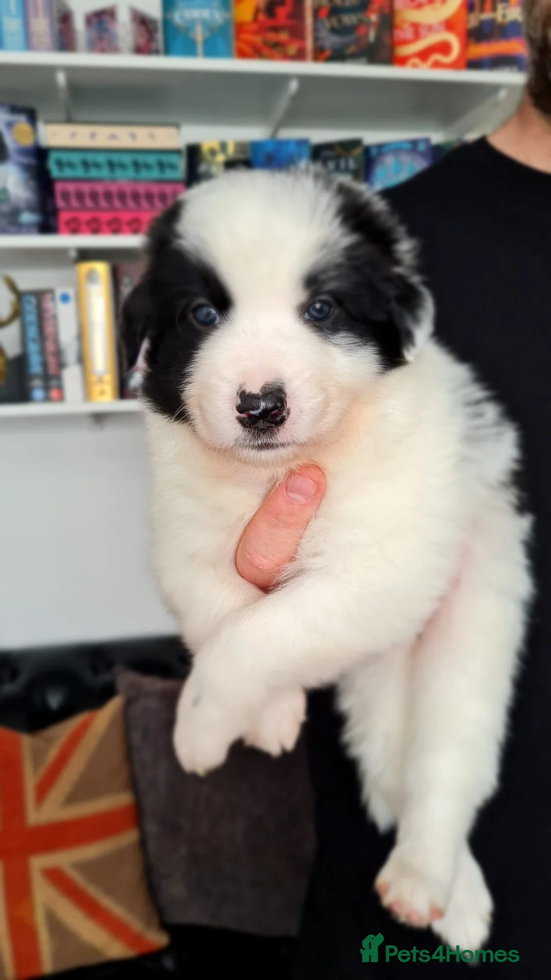 Border Collie dogs for stud: Proven tri blue Merle with two blue eyes in Darlington - Advert 9