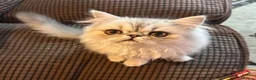 Persian cats for sale: 6 affectionate full Persian kittens ready now - Advert 6