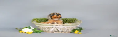 Cavapoo 1