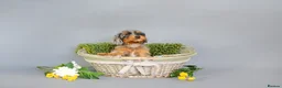 Cavapoo dogs for sale: Cavapoo puppies for sale  - Advert 9