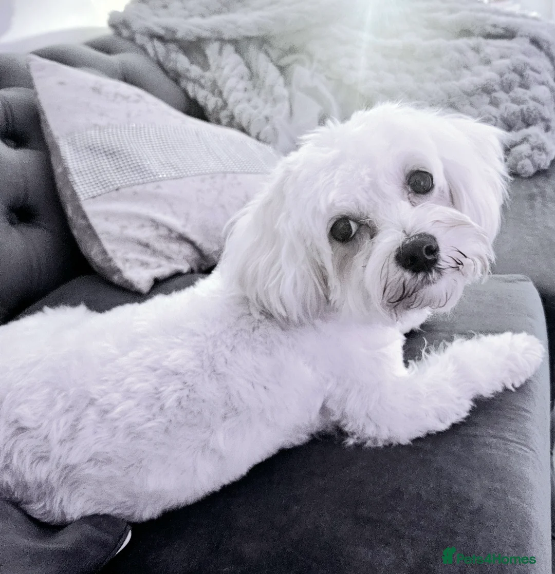 Bichon Frise dogs for sale: 2 Year Old Female Bichon Frise to Rehome - Advert 7